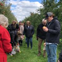 Standing Apple Picking